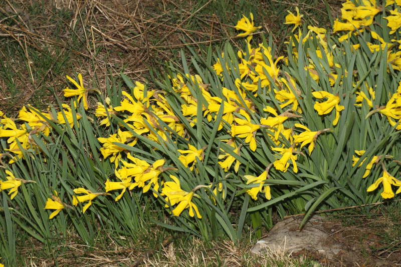 Narcissus pseudonarcissus / Narciso trombone